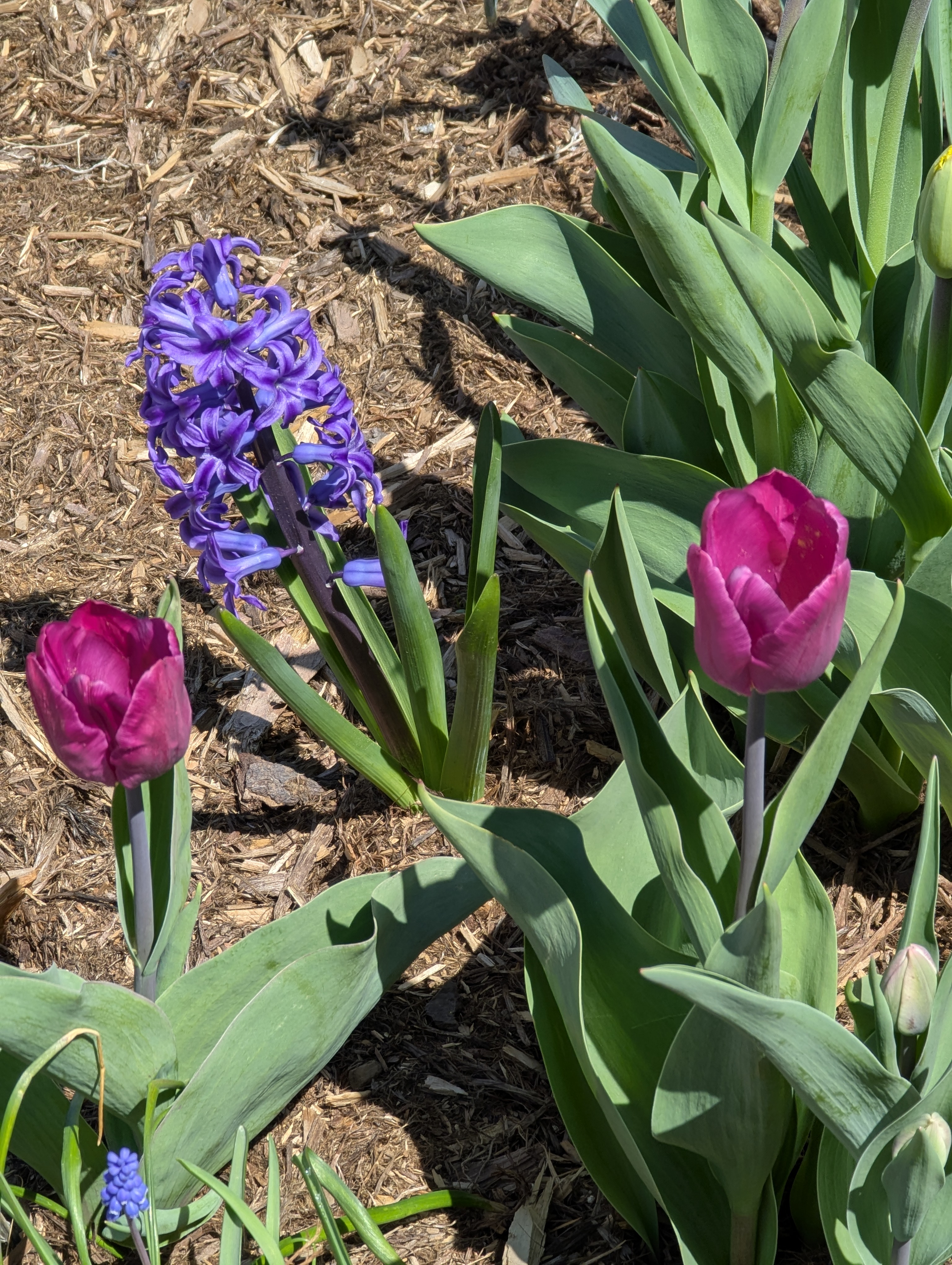 Garden, Flowers, Morrison, Colorado